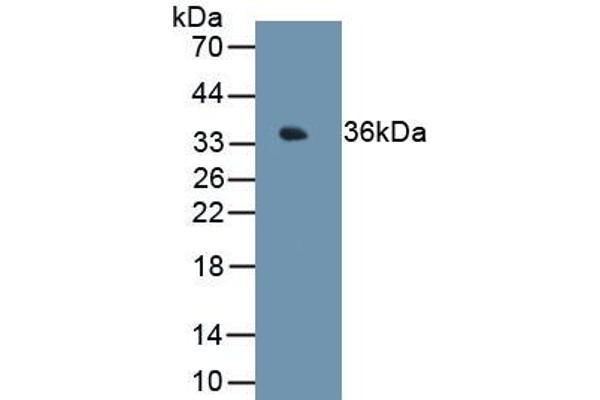 MT1E antibody  (AA 1-61)