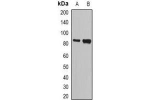 Western blot analysis of NASP expression in SW620 (A), HL60 (B) whole cell lysates. (NASP 抗体)