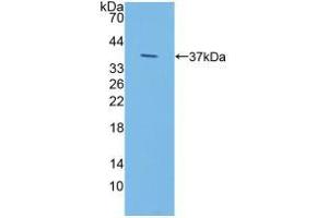Western blot analysis of recombinant Human IDUa. (IDUA 抗体  (AA 28-306))