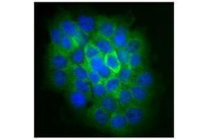 Immunofluorescence (IF) image for anti-NLR Family, Pyrin Domain Containing 2 (NLRP2) antibody (ABIN2666255) (NLRP2 抗体)