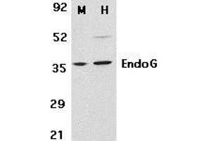 Western blot analysis of EndoG in mouse (M) 3T3 and human (H) HepG2 cell lysates with EndoG antibody at 2μg/ml. (Endonuclease G 抗体  (AA 55-70))