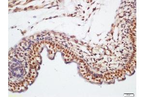 Formalin-fixed and paraffin embedded mouse embryo labeled with Rabbit Anti-KLHL7 Polyclonal Antibody, Unconjugated (ABIN760046) at 1:200 followed by conjugation to the secondary antibody and DAB staining (KLHL7 抗体  (AA 51-150))