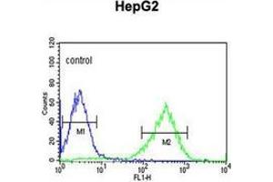 Flow cytometric analysis of HepG2 cells using HFE2 / Hemojuvelin Antibody (C-term) Cat. (HFE2 抗体  (C-Term))