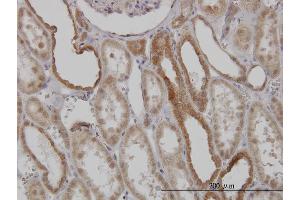 Immunoperoxidase of monoclonal antibody to MFN2 on formalin-fixed paraffin-embedded human kidney. (MFN2 抗体  (AA 661-757))