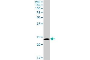 MOG MaxPab polyclonal antibody. (MOG 抗体  (AA 1-295))