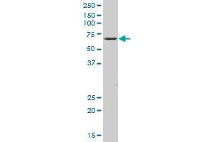 COBRA1 MaxPab polyclonal antibody. (COBRA1 抗体  (AA 1-475))