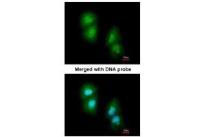 ICC/IF Image Immunofluorescence analysis of paraformaldehyde-fixed A549, using RGS13, antibody at 1:200 dilution. (RGS13 抗体)