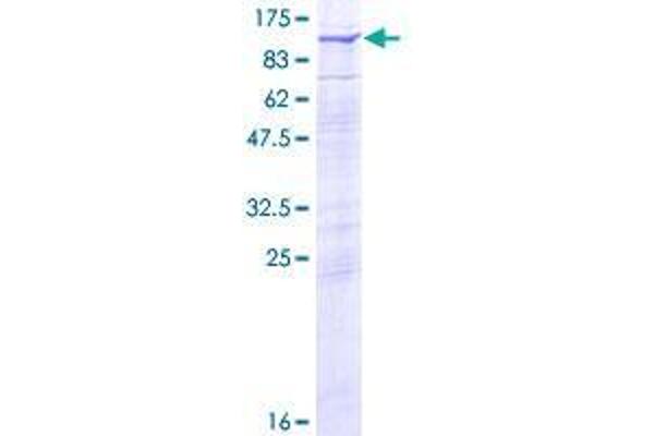RHOBTB2 Protein (AA 1-727) (GST tag)