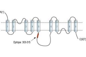 Representative domain view of the target of ABIN7237203. (Solute Carrier Family 8 (Sodium/calcium Exchanger), Member 3 (SLC8A3) Peptide)