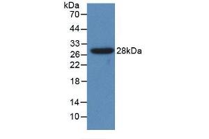 Western blot analysis of recombinant Human CYP1A1. (CYP1A1 抗体  (AA 1-250))