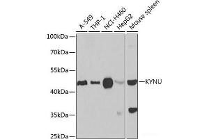 Western blot analysis of extracts of various cell lines using KYNU Polyclonal Antibody at dilution of 1:1000. (KYNU 抗体)