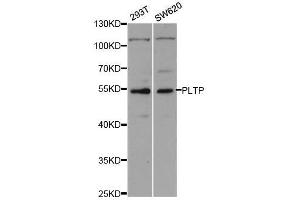 Western blot analysis of extracts of various cell lines, using PLTP antibody. (PLTP 抗体  (AA 142-441))