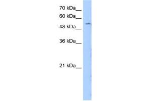 WB Suggested Anti-LMBR1 Antibody Titration:  0. (LMBR1 抗体  (N-Term))