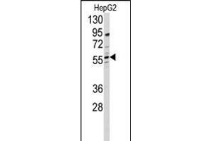 Western blot analysis of anti-DHCR24 Antibody (N-term)  in HepG2 cell line lysates (35 μg/lane). (Seladin 1 抗体  (N-Term))
