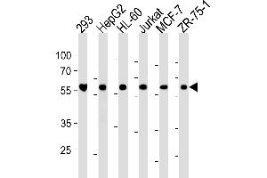 ZRSR2 Antibody (C-term) (ABIN1882041 and ABIN2843370) western blot analysis in 293,HepG2,HL-60,Jurkat,MCF-7,ZR-75-1 cell line lysates (35 μg/lane). (ZRSR2 抗体  (C-Term))