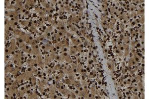 ABIN6273282 at 1/100 staining Human liver tissue by IHC-P. (p107 抗体  (C-Term))