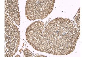 (ABIN185584) (6 μg/mL) staining of paraffin embedded Human Heart.