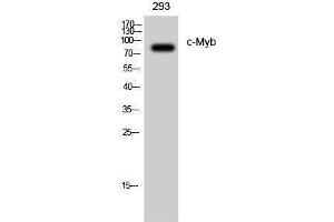 Western Blotting (WB) image for anti-V-Myb Myeloblastosis Viral Oncogene Homolog (Avian) (MYB) (Ser927) antibody (ABIN3179960) (MYB 抗体  (Ser927))