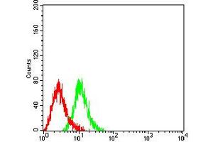 Flow cytometric analysis of HL-60 cells using CD104 mouse mAb (green) and negative control (red). (Integrin beta 4 抗体  (AA 29-206))