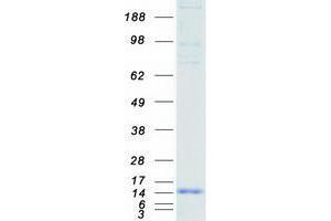 Ubiquitin-Like 5 (UBL5) (Transcript Variant 1) protein (Myc-DYKDDDDK Tag)