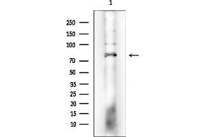 anti-Catenin (Cadherin-Associated Protein), alpha-Like 1 (CTNNAL1) (Internal Region) antibody