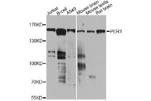 Western blot analysis of extracts of various cell lines, using PER1 antibody.