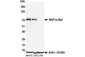Western Blotting (WB) image for anti-V-Raf-1 Murine Leukemia Viral Oncogene Homolog 1 (RAF1) (AA 300-350) antibody (ABIN7795692) (Recombinant RAF1 抗体  (AA 300-350))