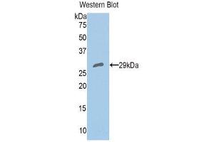 Western Blotting (WB) image for anti-Peroxiredoxin 4 (PRDX4) (AA 6-249) antibody (ABIN1860308) (Peroxiredoxin 4 抗体  (AA 6-249))