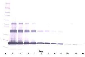Image no. 1 for anti-Tumor Necrosis Factor (Ligand) Superfamily, Member 11 (TNFSF11) antibody (ABIN465771) (RANKL 抗体)