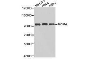 Western Blotting (WB) image for anti-Minichromosome Maintenance Deficient 4 (MCM4) antibody (ABIN1873665) (MCM4 抗体)