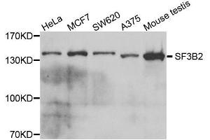 Western blot analysis of extracts of various cell lines, using SF3B2 antibody. (SF3B2 抗体  (AA 616-895))