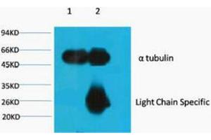 Immunoprecipitation (IP) analysis: 1) Input: Mouse Brain Tissue Lysate. (alpha Tubulin 抗体)