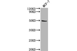 Western Blot Positive WB detected in: MCF-7 whole cell lysate All lanes: KLK11 antibody at 1:2000 Secondary Goat polyclonal to rabbit IgG at 1/50000 dilution Predicted band size: 32, 28, 34, 31 kDa Observed band size: 50 kDa (Kallikrein 11 抗体  (AA 90-282))