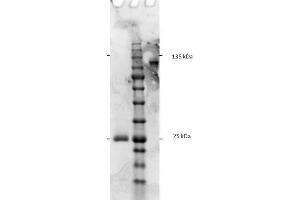SDS-PAGE results of Goat F(ab')2 Anti-Rat IgG F(c) Antibody. (山羊 anti-大鼠 IgG (Fc Region) Antibody - Preadsorbed)