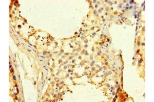 Immunohistochemistry of paraffin-embedded human testis tissue using ABIN7158857 at dilution of 1:100 (CDC25C 抗体  (AA 1-473))