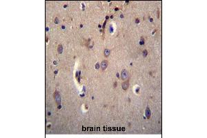 DTNA Antibody (C-term) (ABIN656504 and ABIN2845776) immunohistochemistry analysis in formalin fixed and paraffin embedded human brain tissue followed by peroxidase conjugation of the secondary antibody and DAB staining. (DTNA 抗体  (C-Term))