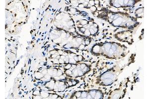 ABIN6264713 and ABIN6279761 at 1/100 staining Rat stomach tissue by IHC-P. (RFPL2 抗体  (Internal Region))