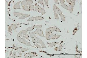 Image no. 1 for anti-Non-SMC Condensin I Complex, Subunit G (NCAPG) (AA 336-435) antibody (ABIN599293) (NCAPG 抗体  (AA 336-435))