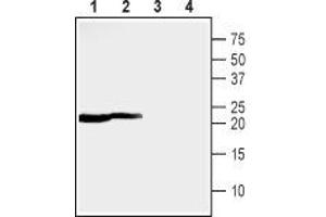 Western blot analysis of rat (lanes 1 and 3) and mouse (lanes 2 and 4) heart lysates: - 1,2. (MMGT1 抗体  (C-Term, Intracellular))