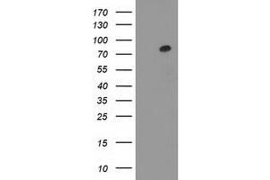 Western Blotting (WB) image for anti-Gephyrin (GPHN) antibody (ABIN1498427) (Gephyrin 抗体)