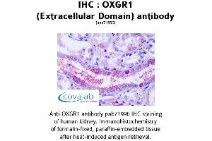 Image no. 1 for anti-Oxoglutarate (Alpha-Ketoglutarate) Receptor 1 (OXGR1) (2nd Extracellular Domain) antibody (ABIN1737720) (OXGR1 抗体  (2nd Extracellular Domain))