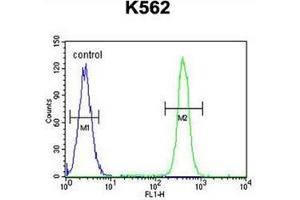Flow cytometric analysis of K562 cells using MOGT1 Antibody (C-term) Cat. (MOGAT1 抗体  (C-Term))