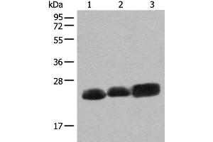 Western blot analysis of Mouse brain tissue Rat brain tissue and Human cerebrum tissue lysates using CEND1 Polyclonal Antibody at dilution of 1:500 (CEND1 抗体)