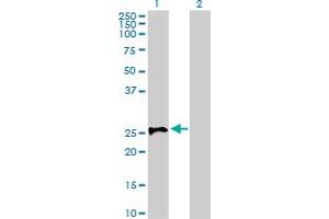 Western Blot analysis of STX1A expression in transfected 293T cell line by STX1A MaxPab polyclonal antibody. (STX1A 抗体  (AA 1-251))