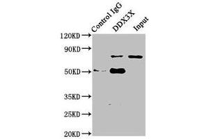 Western Blotting (WB) image for anti-DEAD (Asp-Glu-Ala-Asp) Box Polypeptide 3, X-Linked (DDX3X) (AA 2-662) antibody (ABIN7144986)