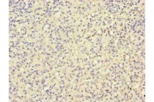 Immunohistochemistry of paraffin-embedded human spleen tissue using ABIN7155154 at dilution of 1:100 (HK3 抗体  (AA 1-270))