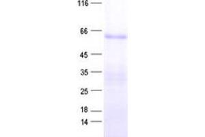 Validation with Western Blot