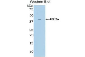 Western Blotting (WB) image for anti-Cholecystokinin (CCK) (AA 1-115) antibody (ABIN3207816) (Cholecystokinin 抗体  (AA 1-115))