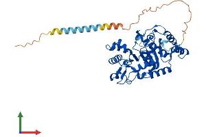 Protein Structure (PS) image for ST8 alpha-N-Acetyl-Neuraminide alpha-2,8-Sialyltransferase 5 (ST8SIA5) (AA 1-412) protein (His tag) (ABIN7556663)