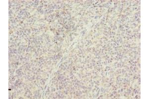 Immunohistochemistry of paraffin-embedded human tonsil tissue using ABIN7172965 at dilution of 1:100 (TMTC4 抗体  (AA 245-376))